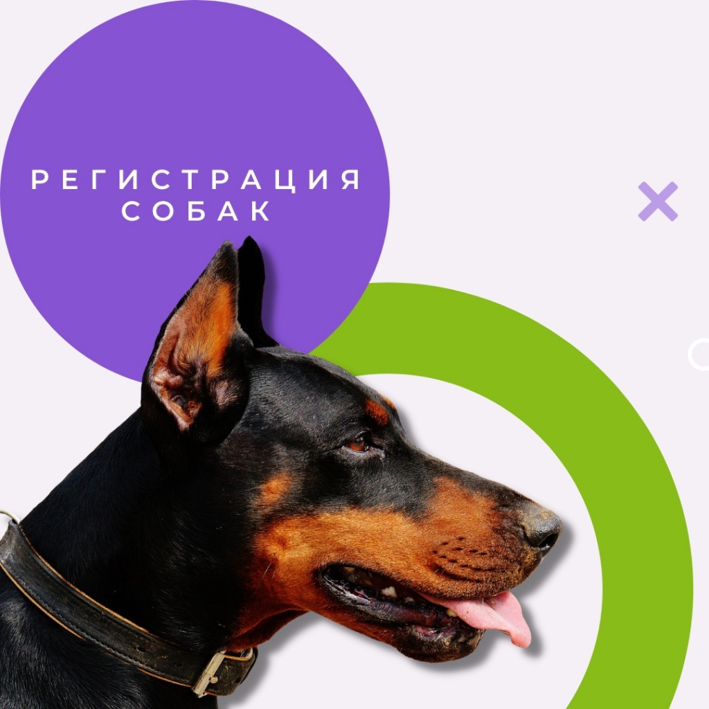 В России предлагают ввести регистрационный учет всех собак.