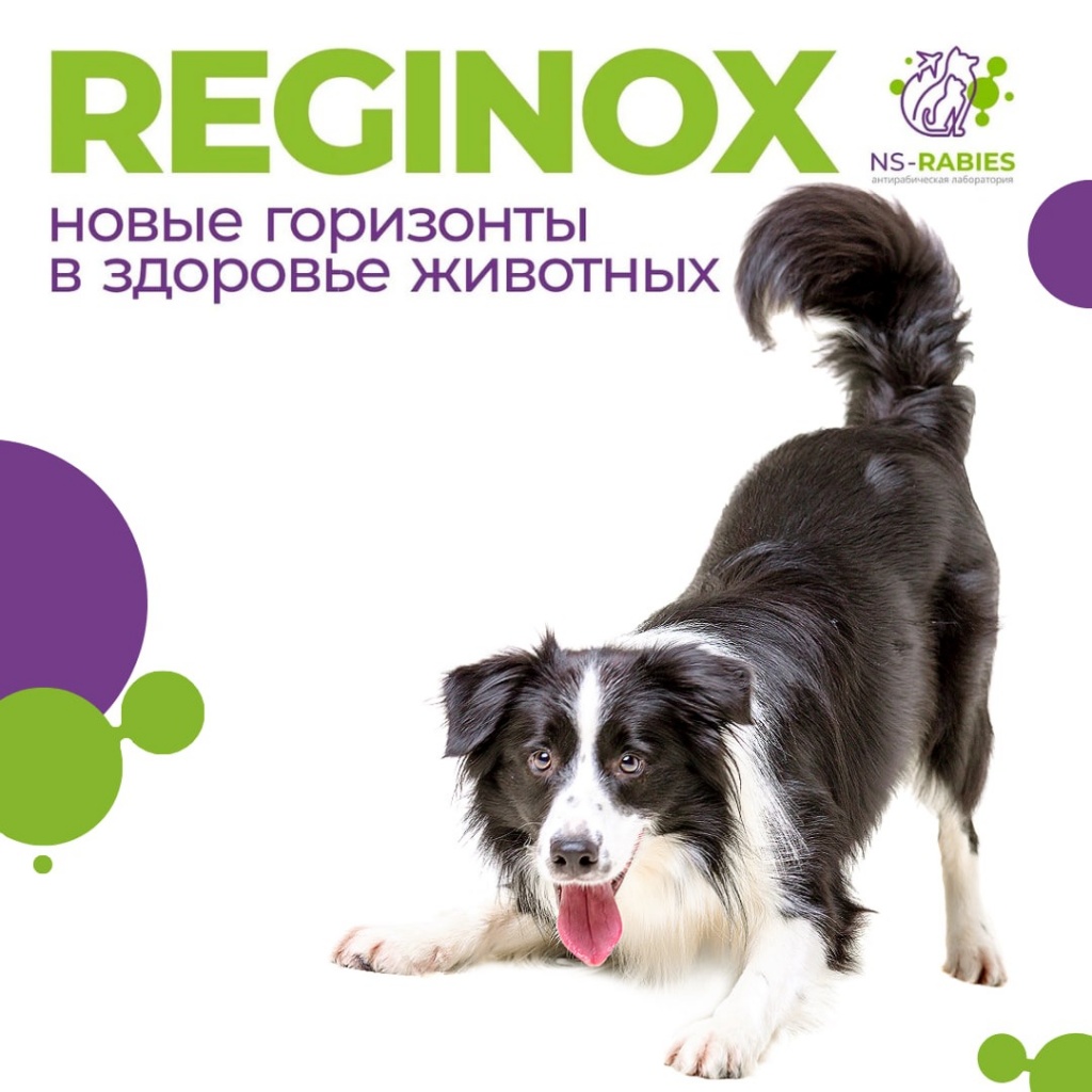 REGINOX - новые горизонты в здоровье животных